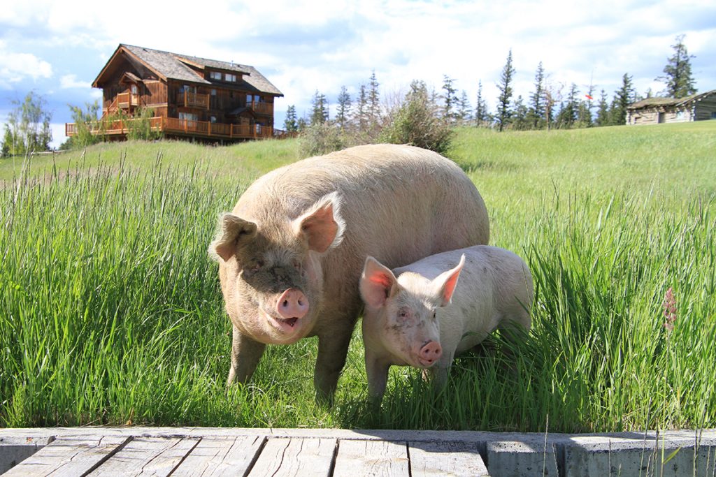 Meet Lucky and Babe, the pigs at Echo Valley Ranch and Spa in British Columbia