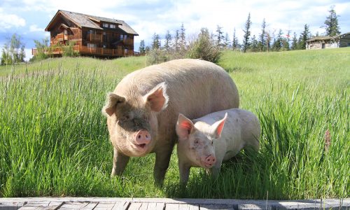 Wellness, wilderness and a walk with pigs at BC’s Echo Valley Ranch and Spa