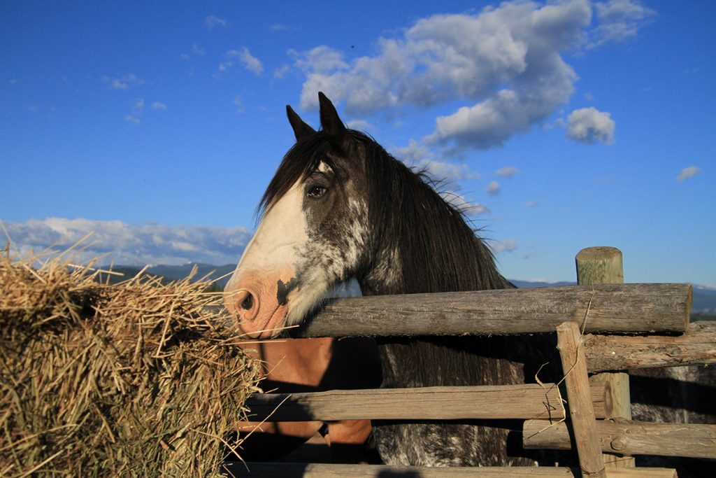 One of the horses at Echo Valley Ranch and Spa
