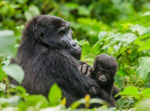 Gorillas in Rwanda's Virunga Mountains