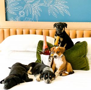 Puppies and Prosecco at Kimpton Monaco Hotel in Denver